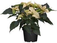 Grow by OBI Vánoční hvězda s 5-7 listeny, bílá, pr. cca 13 cm