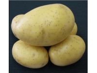 Brambory PRINCESS sadbové žluté rané 5 kg Brambory PRINCESS sadbové žluté rané 5 kg