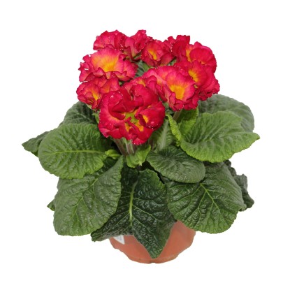 Prvosenka bezlodyžná s plnějším květem, mix barev pr. květináče 10,5 cm