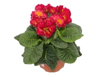 Prvosenka bezlodyžná s plnějším květem, mix barev pr. květináče 10,5 cm