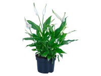 Lopatkovec průměr květináče cca 10,5 cm Lopatkovec průměr květináče cca 10,5 cm