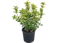OBI Brslen japonský (Euonymus japonica) výška cca 60 cm