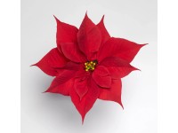 Vánoční hvězda červená výška 15 cm