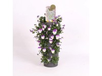 Violka rohatá (Viola cornuta) závěs, výška 45-50 cm, pr. 15 cm