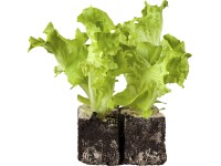 Salát Lollo Bionda, miska po 10 - 12 ks