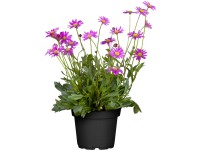 Všelicha průměr květináče cca 11 cm Všelicha průměr květináče cca 11 cm