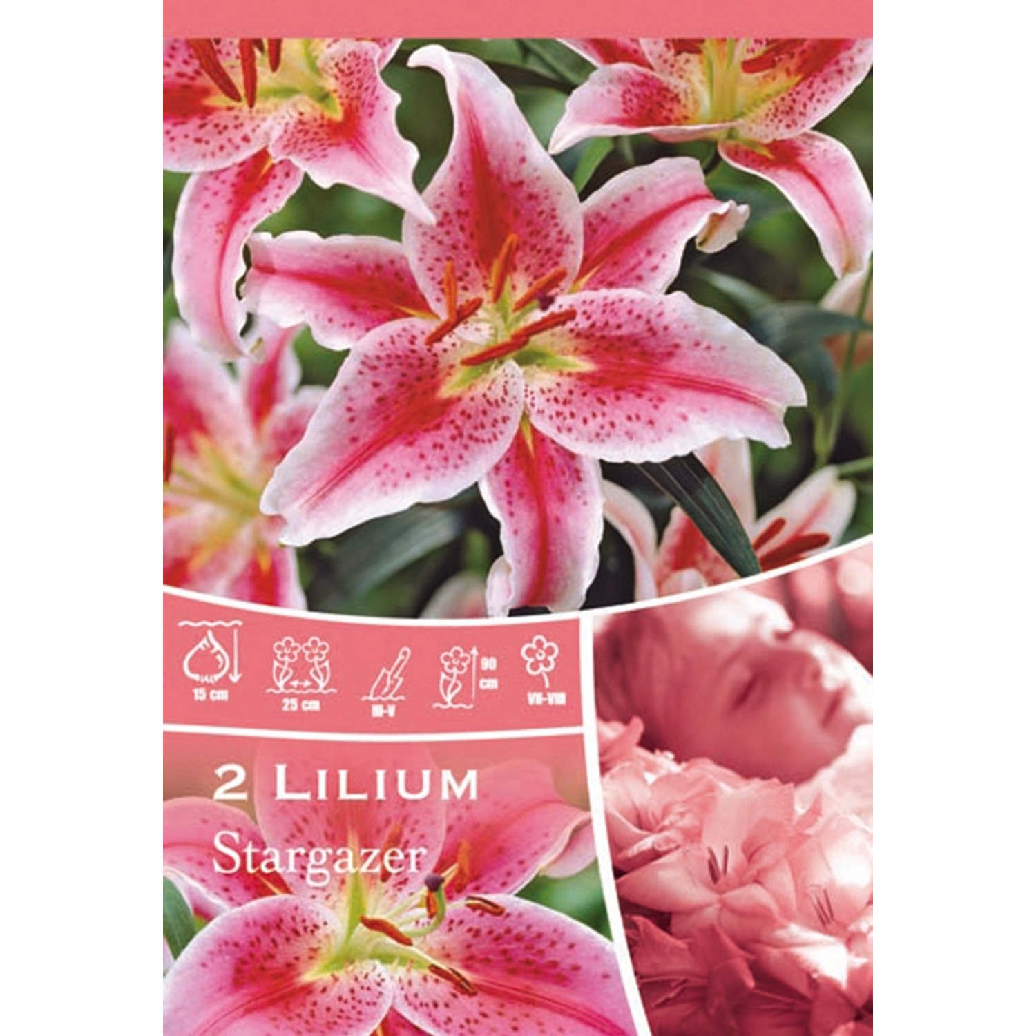 Lilie Stargazer růžová