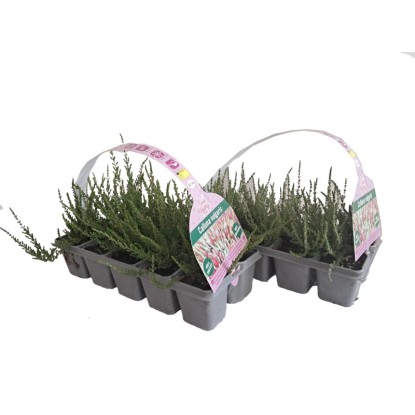 MONTANO Vřes obecný (Calluna vulgaris), 10 ks