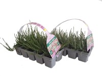 MONTANO Vřes obecný (Calluna vulgaris) 10-pack