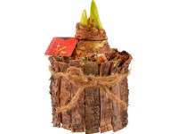 Aranžmá s amarylisem v dřevěném obalu průměr obalu cca 14 cm