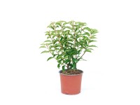 GROW by OBI Bobkovišeň portugalská (Prunus lusitanica) GROW by OBI Bobkovišeň portugalská (Prunus lusitanica)