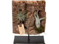 Aranžmá tillandsií na čtvercové kůře stromu průměr cca 15 cm