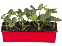 Jahodník obecný Korona, 10 ks v platu