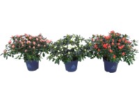 GROW by OBI Pokojová azalka GROW by OBI Pokojová azalka