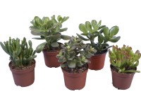 Různé druhy tlustice průměr květináče cca 10,5 cm Crassula Různé druhy tlustice průměr květináče cca 10,5 cm Crassula