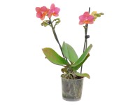 Orchidej Phalaenopsis Multiflora oranžová / žlutá 2výhonková