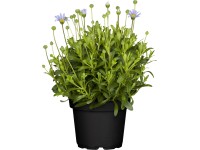 Felicie kapská světle modrá průměr květináče cca 11 cm Felicia