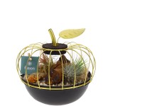 Tilandsie (Tillandsia) různé druhy aranžmá v nádobě ve tvaru jablka pr. 17 cm