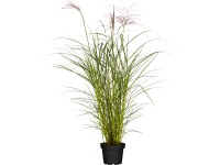 Grow by OBI Ozdobnice čínská (Miscanthus sinensis) Ferner Osten, pr. cca 22 cm