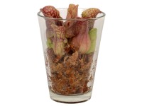 Špirlice (Sarracenia) mix ve skleněné nádobě, pr. květináče 13 cm