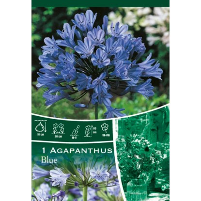 Kalokvět Africanus modrý