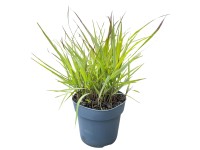 GROW by OBI Proso prutnaté (Panicum virgatum) GROW by OBI Proso prutnaté (Panicum virgatum)