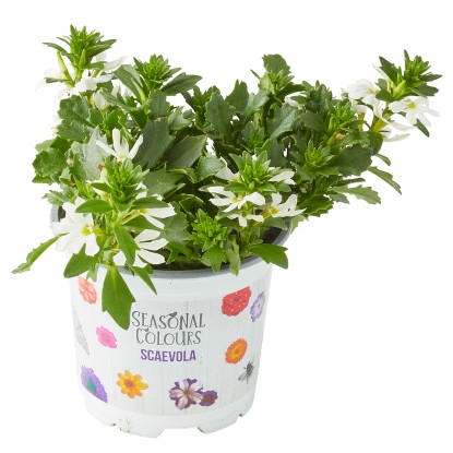 Vějířovka (Scaevola), různé barvy, pr. kv. cca 10,5 cm