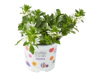 Vějířovka (Scaevola), různé barvy, pr. kv. cca 10,5 cm