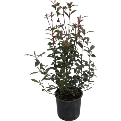 OBI Blýskalka "Carré Rouge" výška cca 50 - 60 cm květináč cca 10 l Photinia