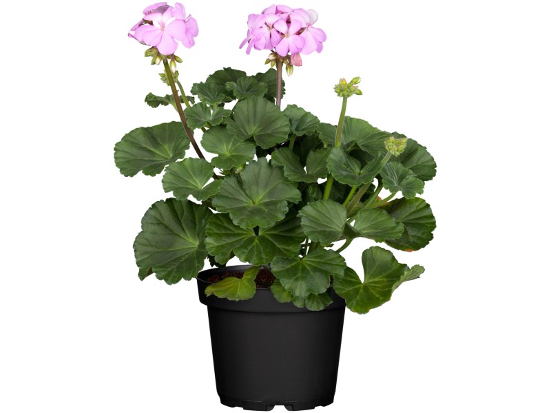 Obi Pnouci Muskaty (pnoucích muškátů, bohaté kvetení, Pnoucí muškáty) Obi Pnouci Muskaty