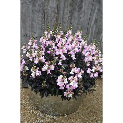 Landgard Hledík větší (Antirrhinum majus) "Snap in Black" cca 20 cm, pr. 13 cm