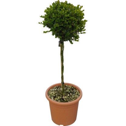 OBI Zimostráz "Faulkner" výška cca 65 cm květináč cca 9 l Buxus