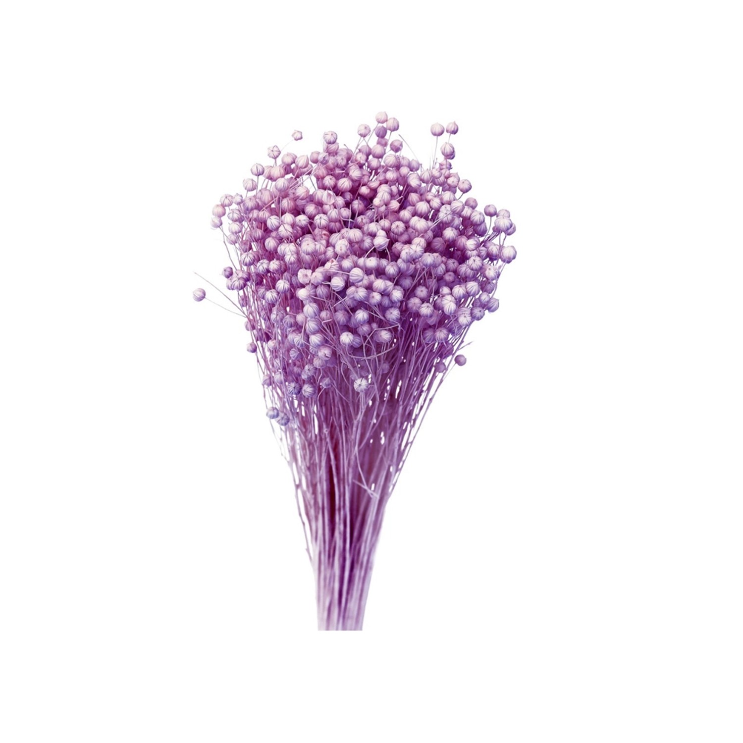 Nohel Garden Sušená dekorace Len fialový 40 g