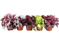 GROW by OBI Královská begónie 