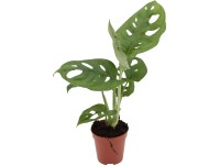 Monstera (Monstera adansonii) Monkey Leaf, pr. cca 5,5 x 15 - 30 cm Monstera (Monstera adansonii) Monkey Leaf, pr. cca 5,5 x 15 - 30 cm