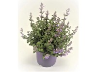 GROW by OBI Šanta zkřížená (Nepeta x faassenii), pr. cca 25 cm