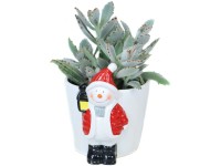 Tlustice (Crassula) v keramickém květináči Tlustice (Crassula) v keramickém květináči