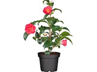 OBI Kamélie průměr květináče cca 13 cm Camelia