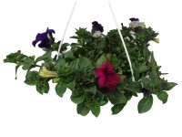 Petúnie (Petunia hybride) 