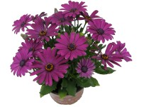 Paprskovka (Osteospermum) pr. cca 11 cm