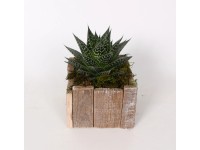 Havortie v dřevěné nádobě průměr květináče cca 15 cm Havortie v dřevěné nádobě průměr květináče cca 15 cm