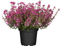 Vřesovec popelavý (Erica cinerea) různé barvy pr. cca 11 cm