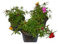 Šrucha velkokvětá barevný mix, průměr květináče cca 9 cm Šrucha velkokvětá barevný mix, průměr květináče cca 9 cm