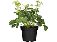 Jahodník velkoplodý (Fragaria x ananassa), pr. kv. cca 17 cm