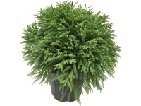 Grow by OBI Kryptomerie japon. 