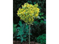 OBI Brslen japonský 