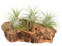 Aranžmá tillandsií 3 rostliny na korku medium Aranžmá tillandsií 3 rostliny na korku medium