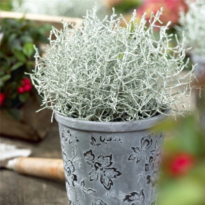 Krásnohlávek stříbřitý průměr květináče cca 11 cm