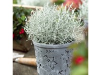 Krásnohlávek stříbřitý průměr květináče cca 11 cm