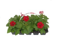 MONTANO Surfínie (Surfinia) různé druhy 10-pack